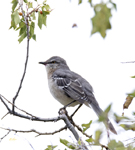 Northern Mockingbird 4296